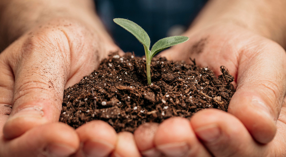 Servicio Fitosanitario
